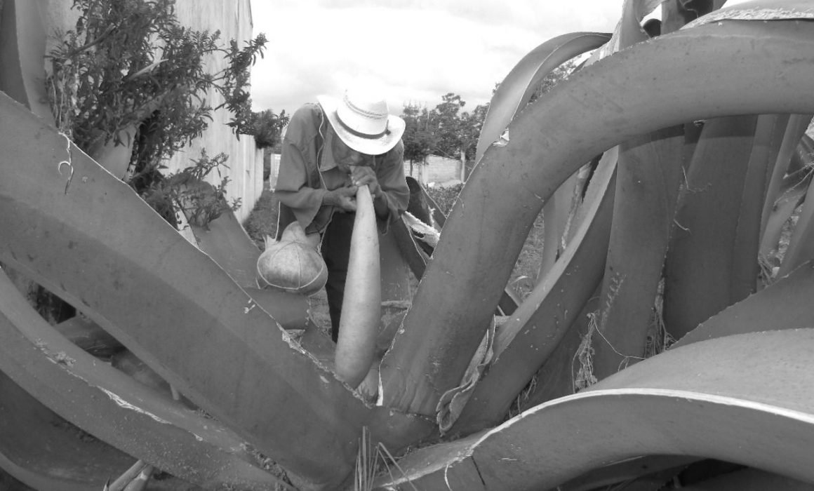 Obtiene Cecyte Tlaxcala tercer lugar de fotografía en festival nacional