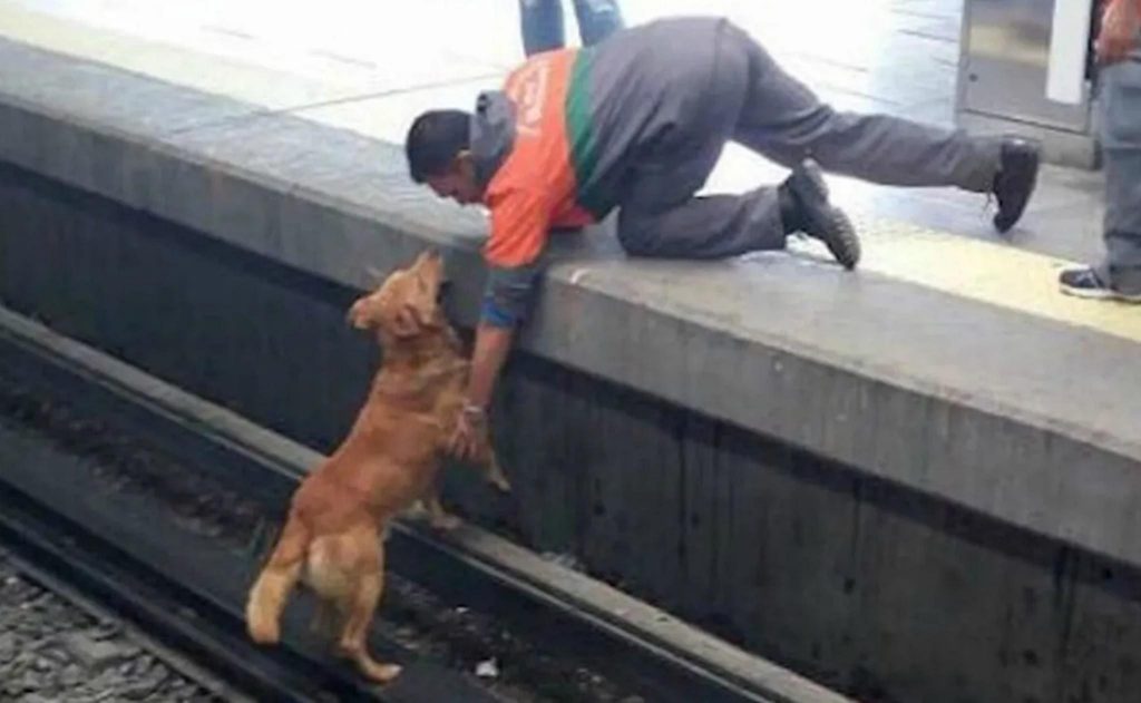 Por: Cortesía “Lo volvería a hacer”: encarcelan a sujeto que rescató a un perro de las vías del metro de la CDMX.