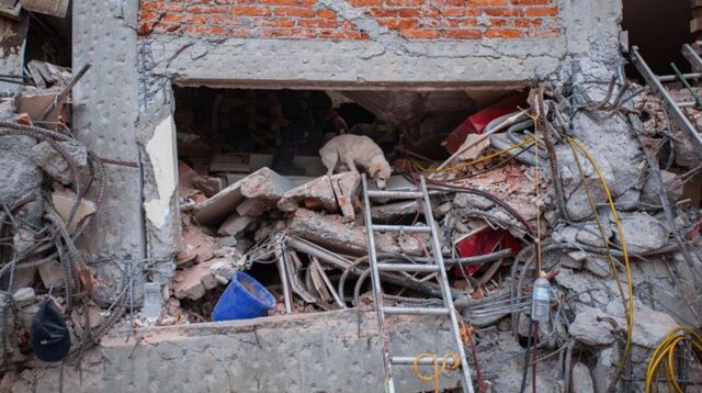 Así es la unidad K9, el grupo de perros rescatistas que son formados en la UNAM