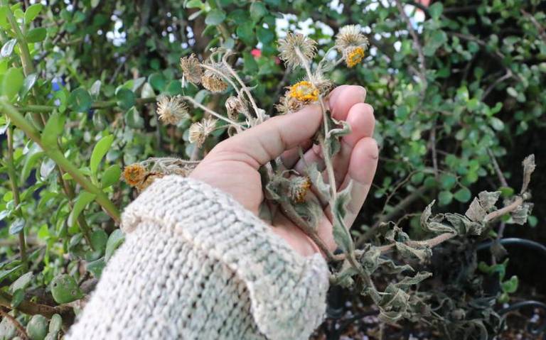 Secretaría de Cultura de Tlaxcala busca recuperar las tradiciones de la siembra en el estado