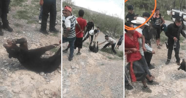 Por: Cortesía Procesan a policías y civiles implicados en asesinato de oso bebé en Coahuila