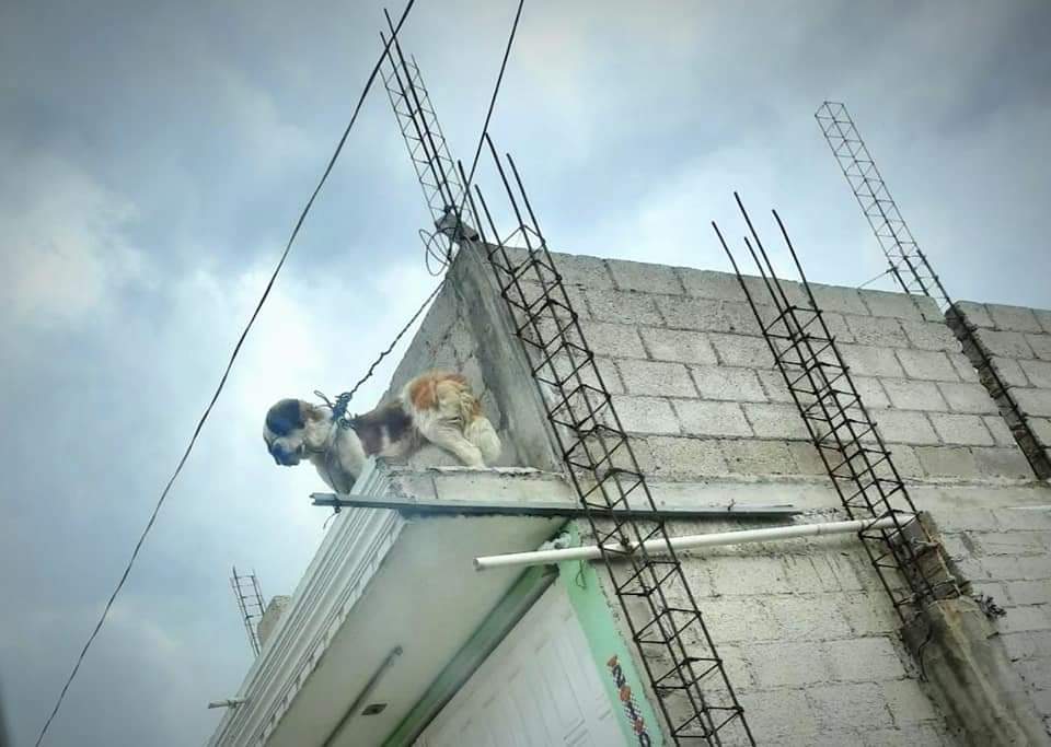 Atienden caso de posible acto de crueldad animal en San Pablo Del Monte