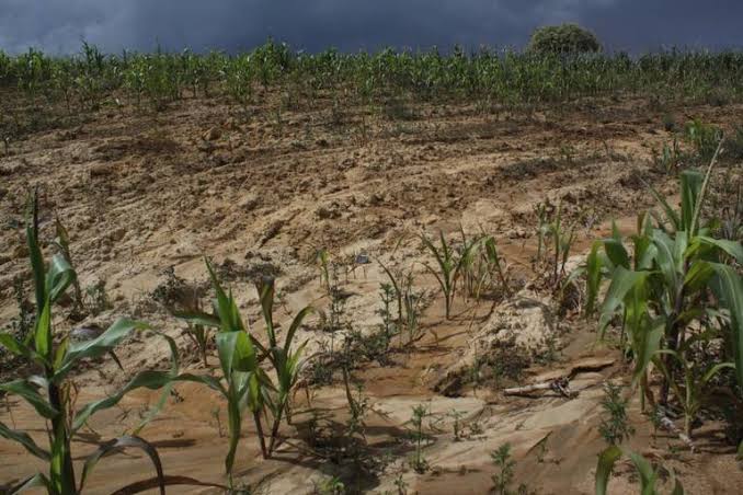 Bombas antigranizo dañan producción de maíz