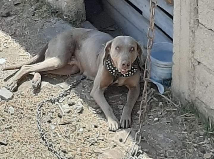 Por: Cortesía Ixtacuixtla aprueba reglamento municipal de protección de animales