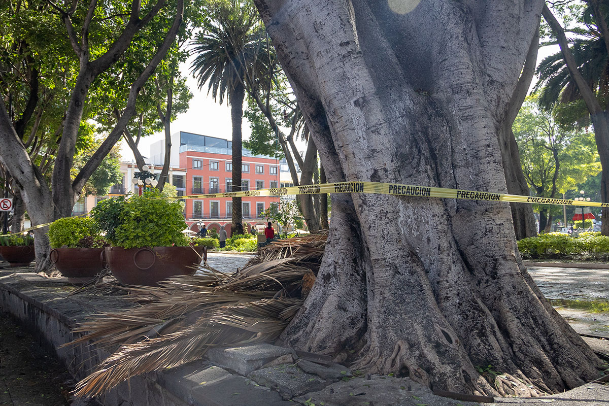 Por: Cortesía Reemplazarán con especies locales árboles derribados en el zócalo