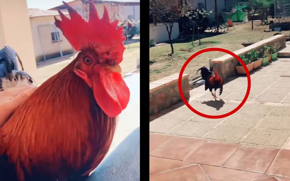 "La mejor mascota": Captan tierna bienvenida de un gallo a su dueña y causa ternura en redes (Vídeo)