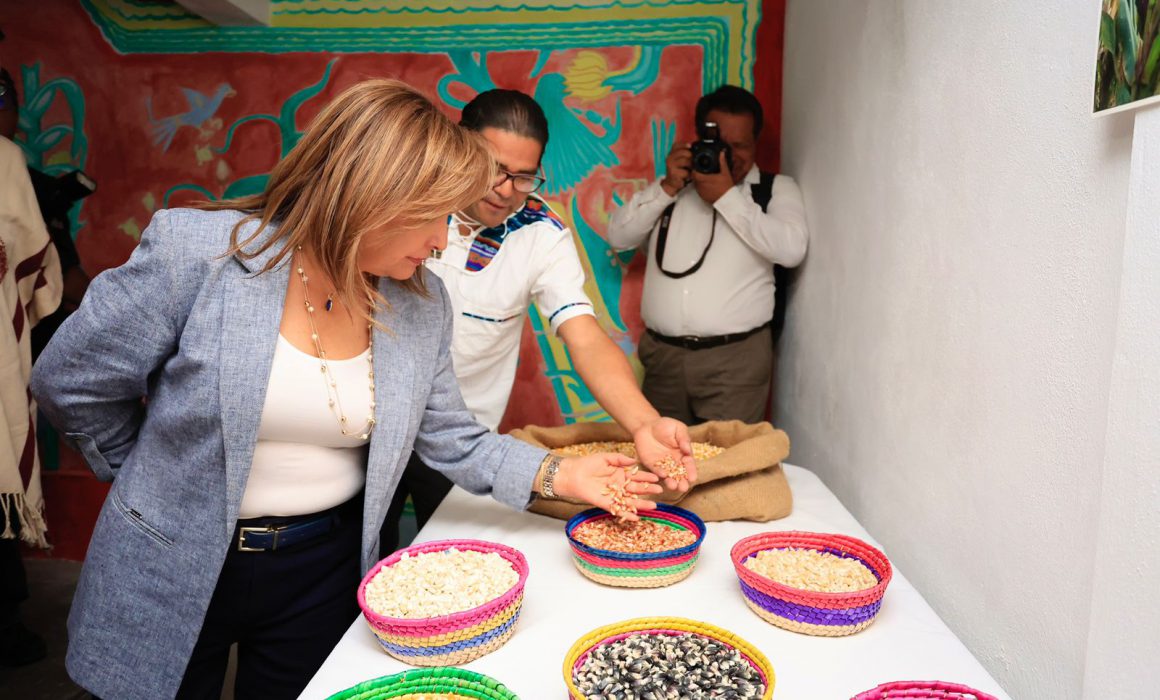 Inaugura Lorena Cuéllar Fondo de semillas nativas de maíz Teocintle