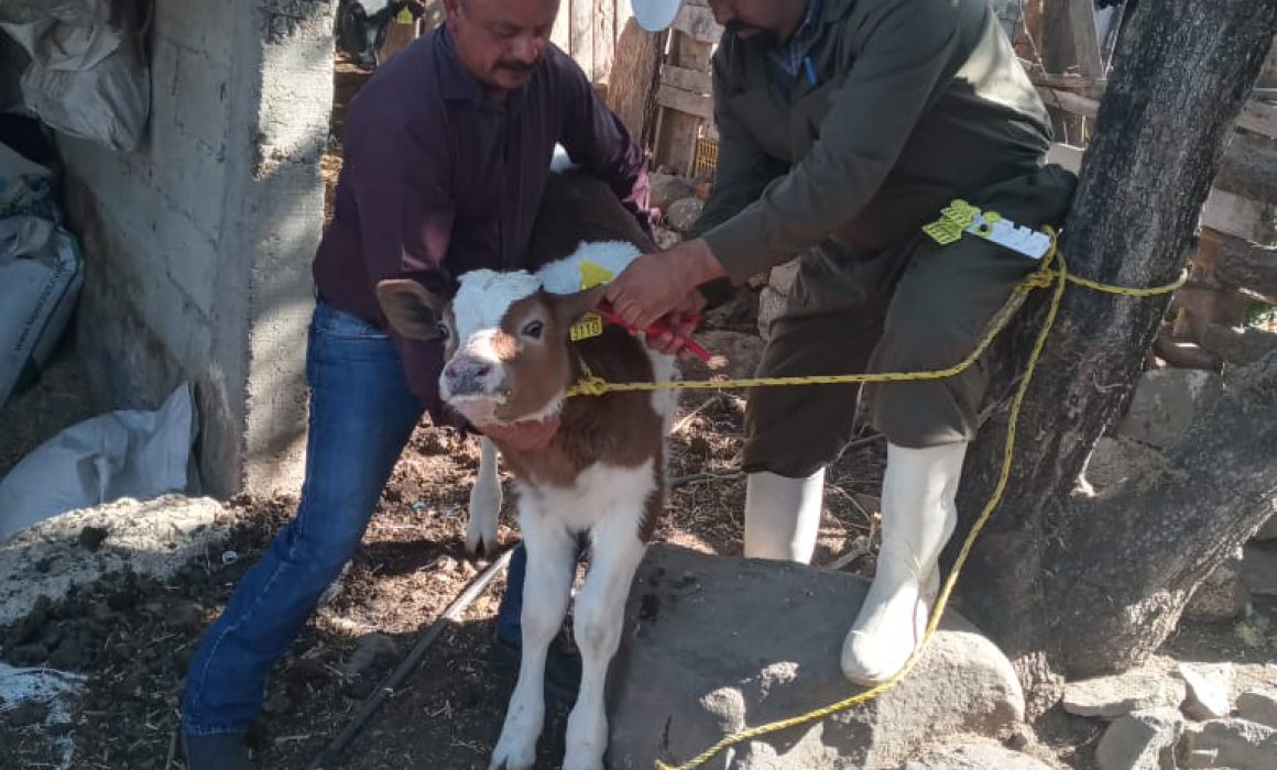 Continúa SIA con aplicación gratis de identificadores Siniiga