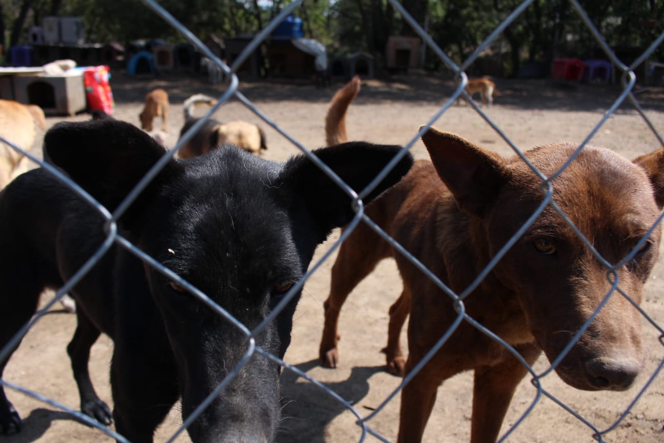 Por: Cortesía Pese a reformas, persiste la omisión en políticas de bienestar animal