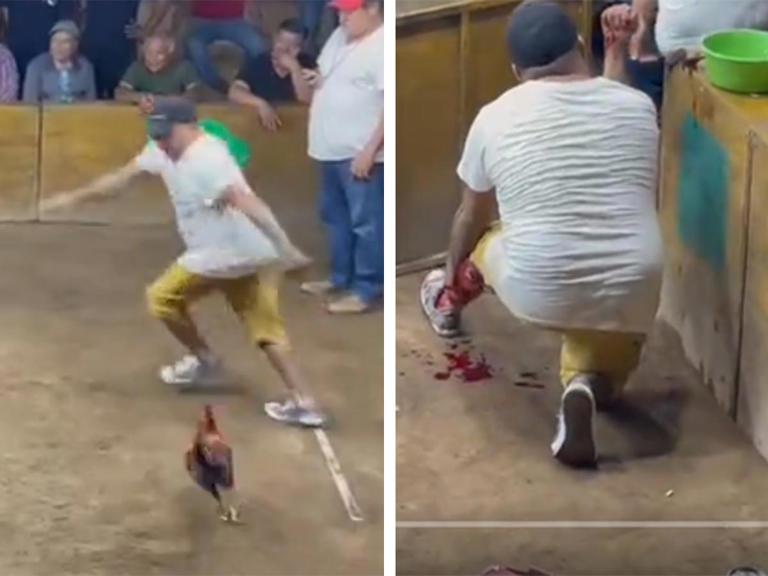 Gallo de pelea se lanza a navajazos contra su entrenador y lo deja herido durante palenque (Vídeo)