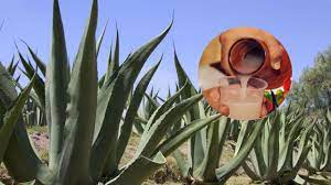 Por: Cortesía Llega la Feria del Pulque Tlaxco 2023