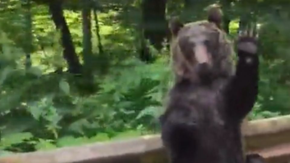 Por: Cortesía "Parece humano": Captan a oso agradeciendo que le cedan el paso  en carretera (Vídeo)