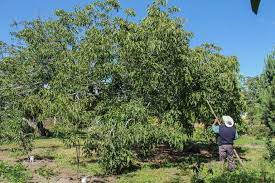 Por: Cortesía Lula Pineda San Nicolás de Los Ranchos presenta nueva Ruta del Nogal, ahora con destino al museo Teotón en Yancuitlapan
