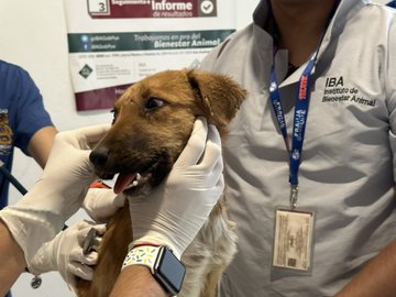 Segundo caso de maltrato animal extremo en Cuautlancingo