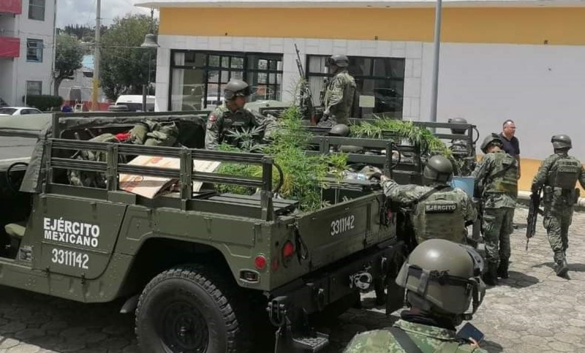 Asegura ejército 56 plantas de marihuana en Infonavit de Tlapancalco