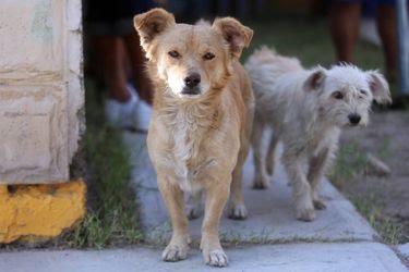 Sanctórum y Emiliano Zapata publican reglamentos de protección y bienestar animal
