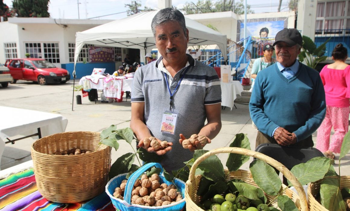 Por: Cortesía Fortalece SIA producción de nuez en Tlaxcala