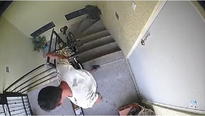 Por: Cortesía Ya hay denuncia ante Fiscalía contra hombre que tiró a perrita de un tercer piso