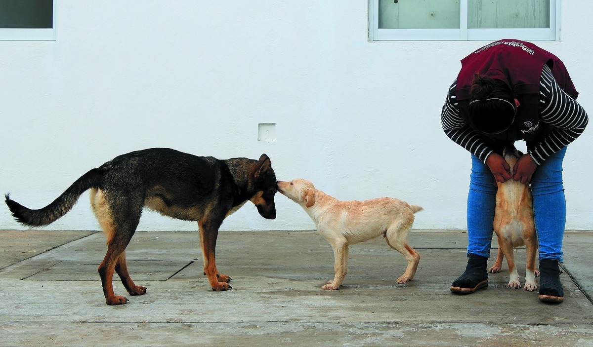 Por: Cortesía Medio Ambiente de Puebla desmienten rumores sobre sacrificio de perros no adoptados