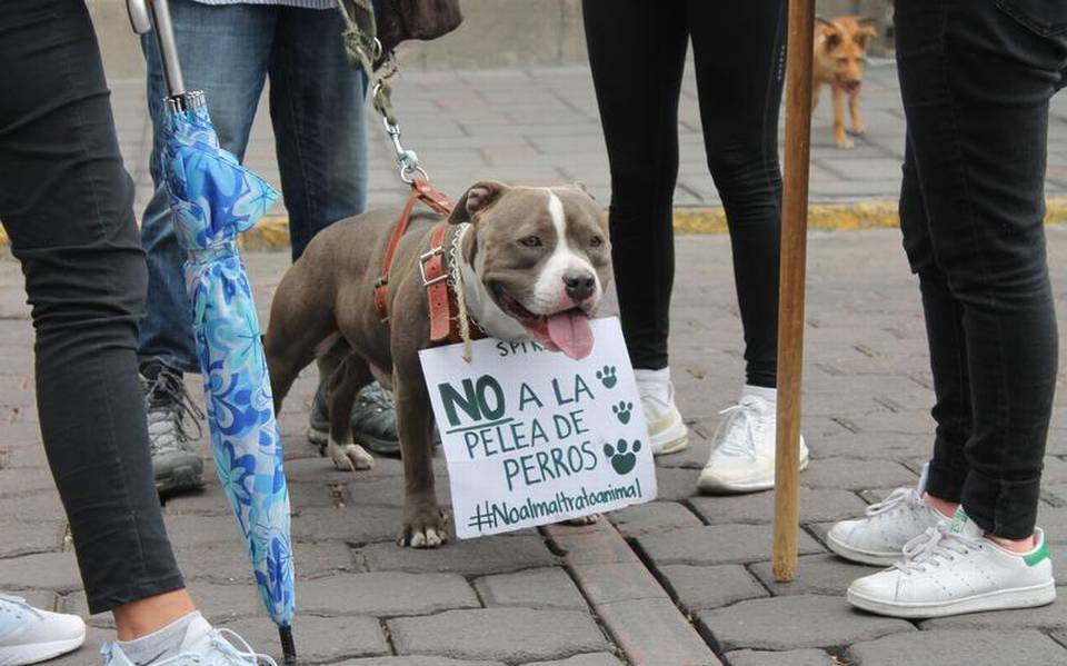 Solo existe una denuncia en Tlaxcala de maltrato animal: PGJE