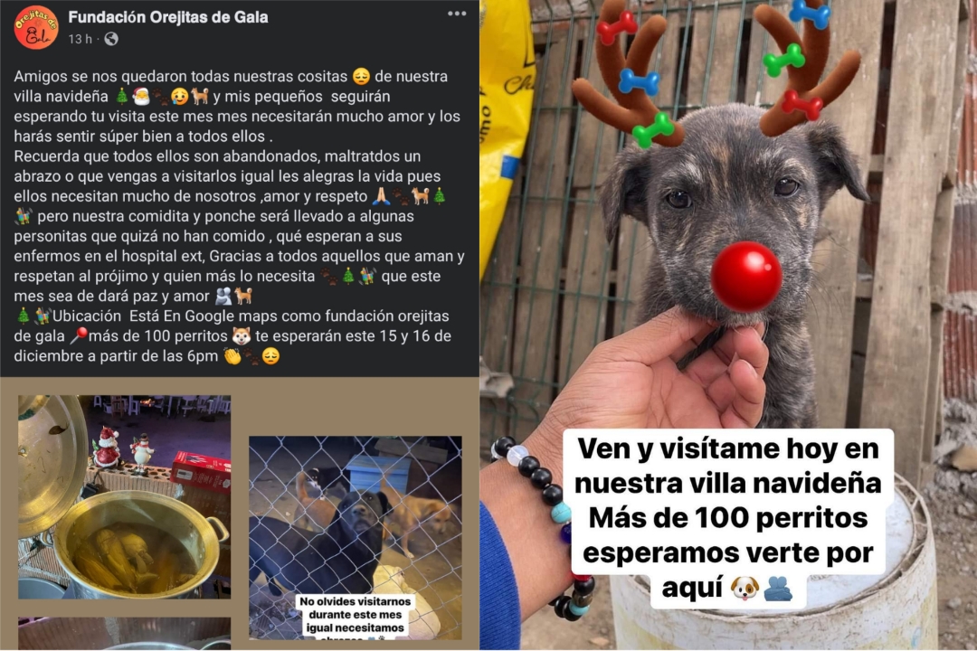 Por: Cortesía Dejan esperando a 100 lomitos en albergue; no recibieron visitas en su villa navideña