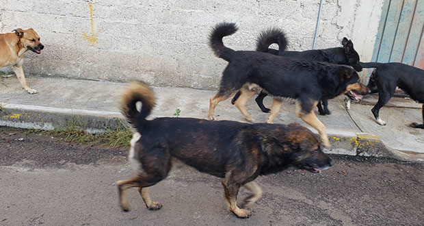 Por: Cortesía Lanzan licitación pública estatal para la construcción de la Estancia Canina y segunda etapa de rehabilitación en el Parque Cerro de Amalucan en Puebla