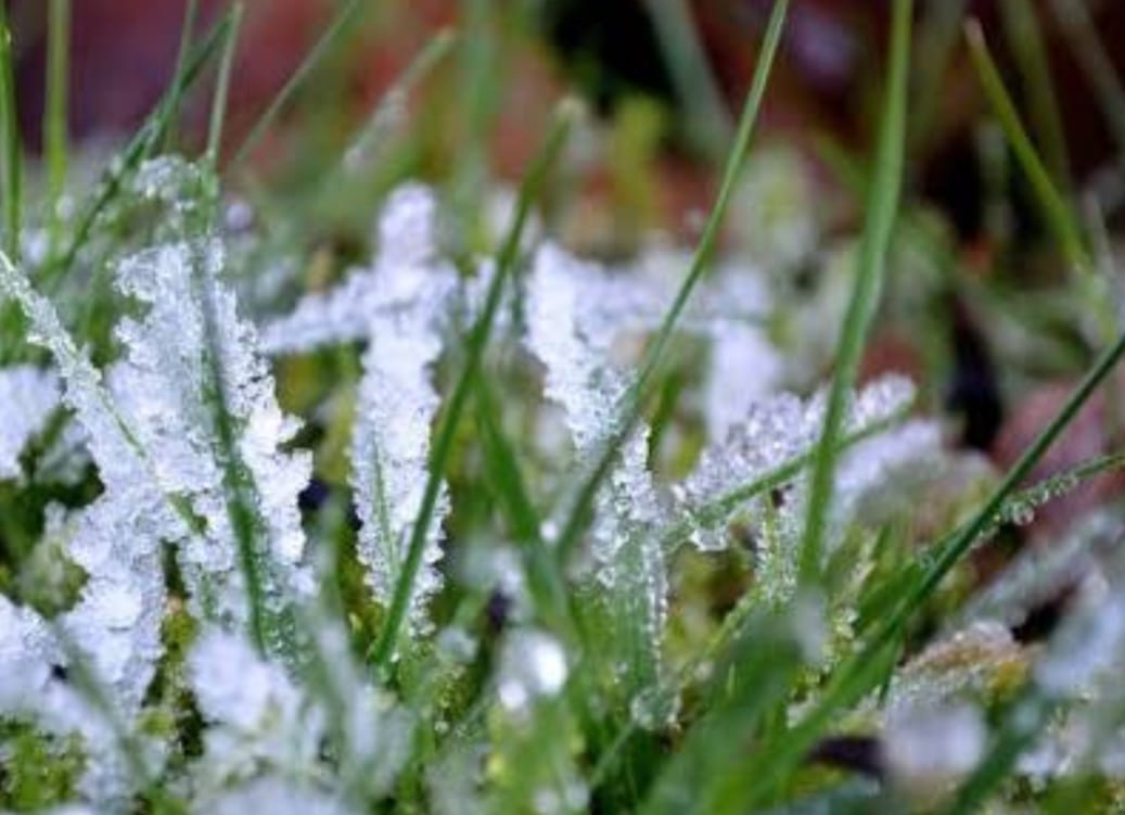 Afectación por helada negra en San Pedro Cholula: Evaluación de daños en marcha