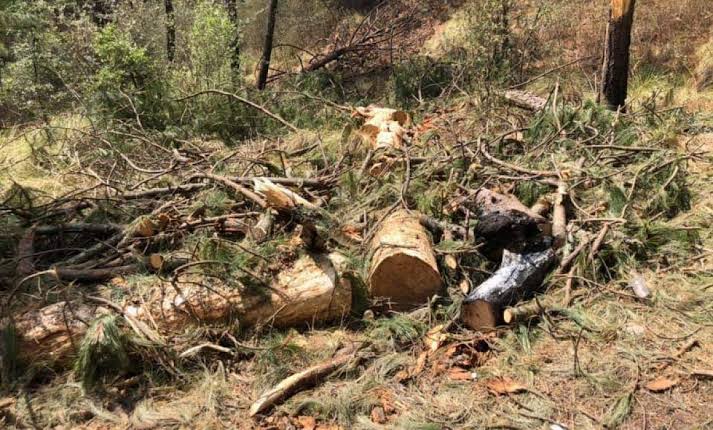 Tala clandestina podría calificarse como actos de delincuencia organizada: SMA