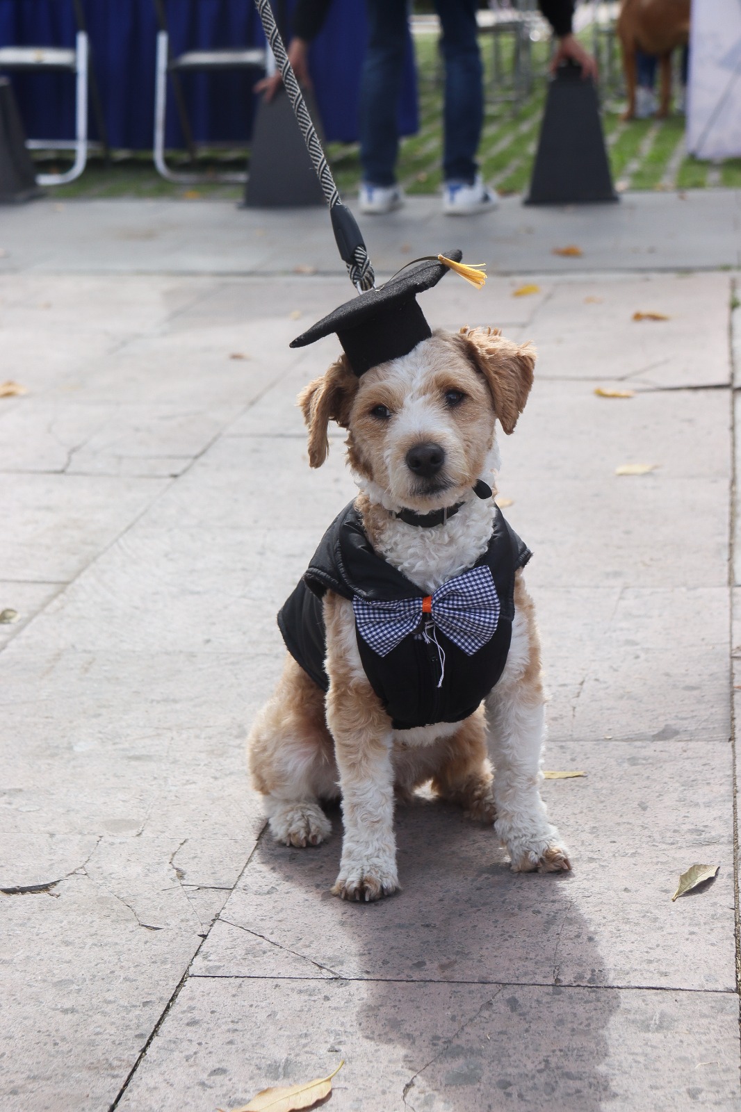 Comunicado oficial Paola Angon entrega reconocimientos a graduados del curso “Entrenando a tu Lomito”