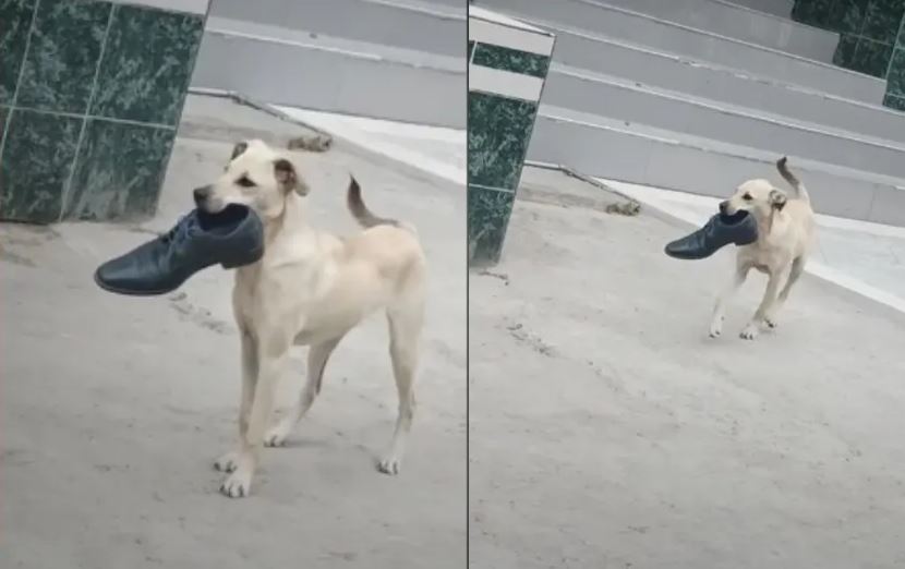 Perrito