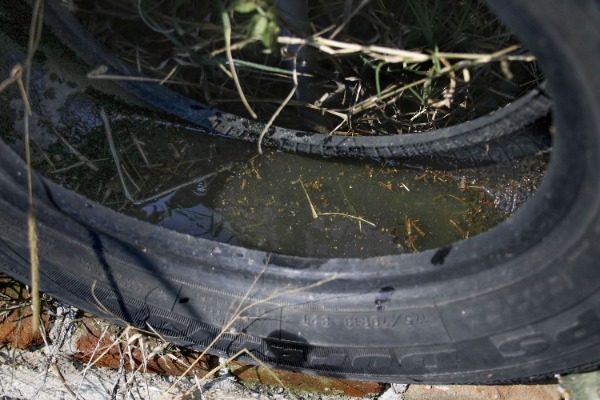 Por: Cortesía Dengue mantiene presencia en 108 municipios de Puebla