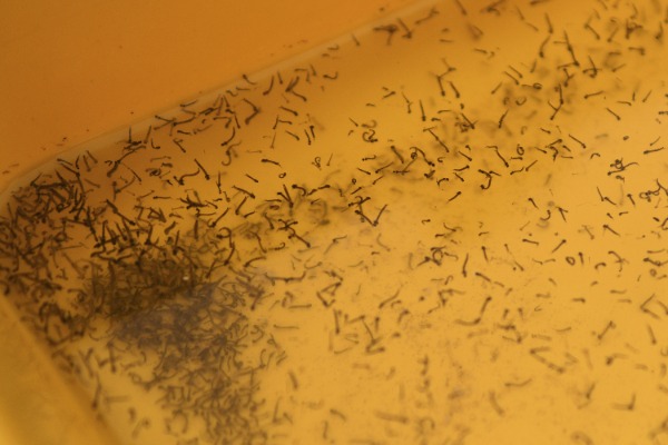 Puebla cierra el 2023 registrando más de 3 mil 100 casos de dengue