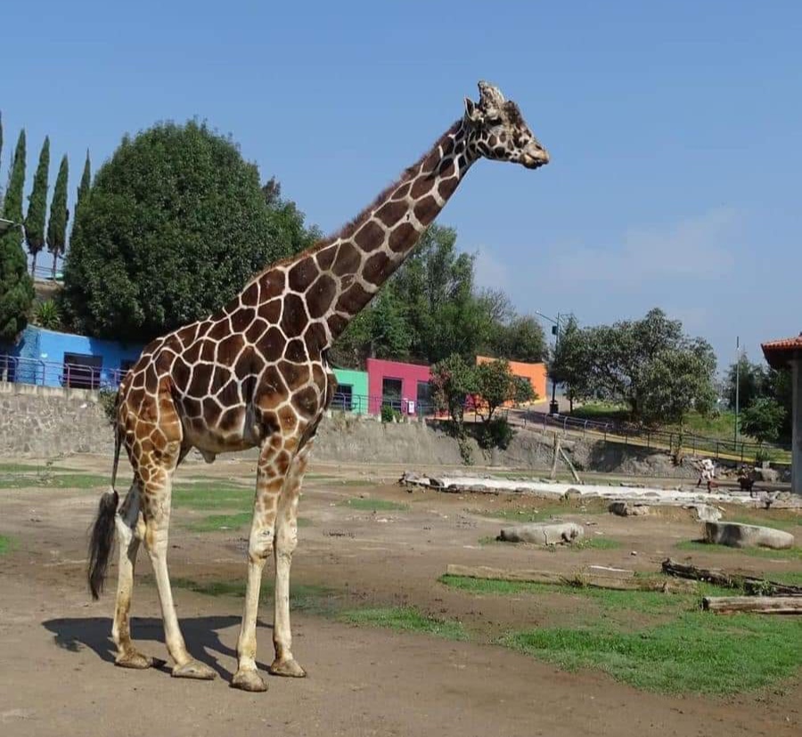 Por: Cortesía Infarto fulminante, motivo de muerte de "Yoyo" la jirafa del Zoológico del Altiplano