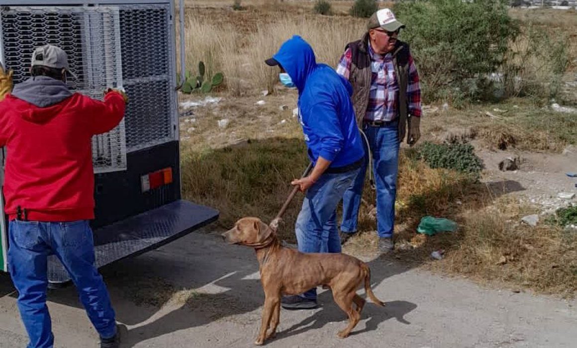 Rescatan en Huamantla a animales en condiciones de maltrato