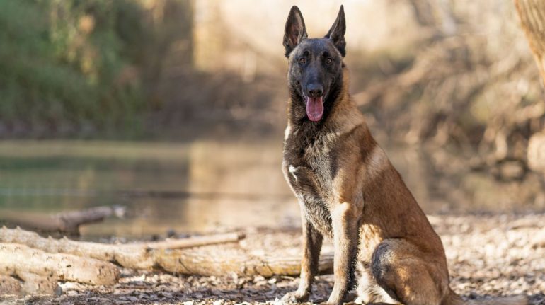 Por: Cortesía Pastor Belga malinois es el perro más inteligente del mundo, según un estudio reciente