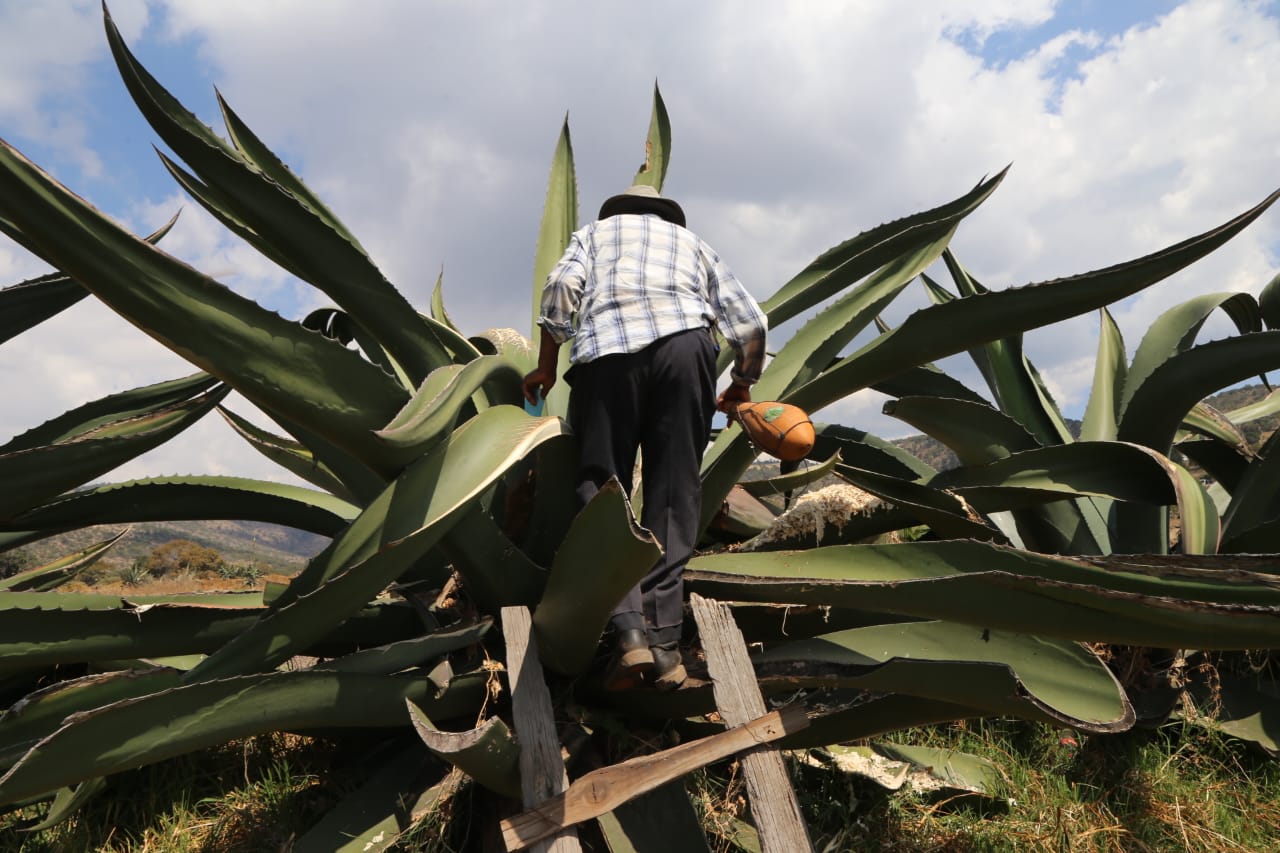 Le roban su automóvil a tlachiquero de Nanacamilpa mientras recolectava aguamiel 