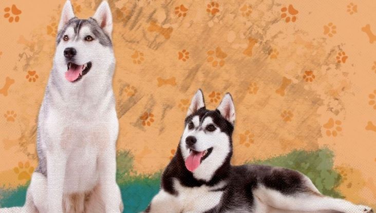 Esto es todo lo que debes saber de los perros Husky antes de pensar en tener uno