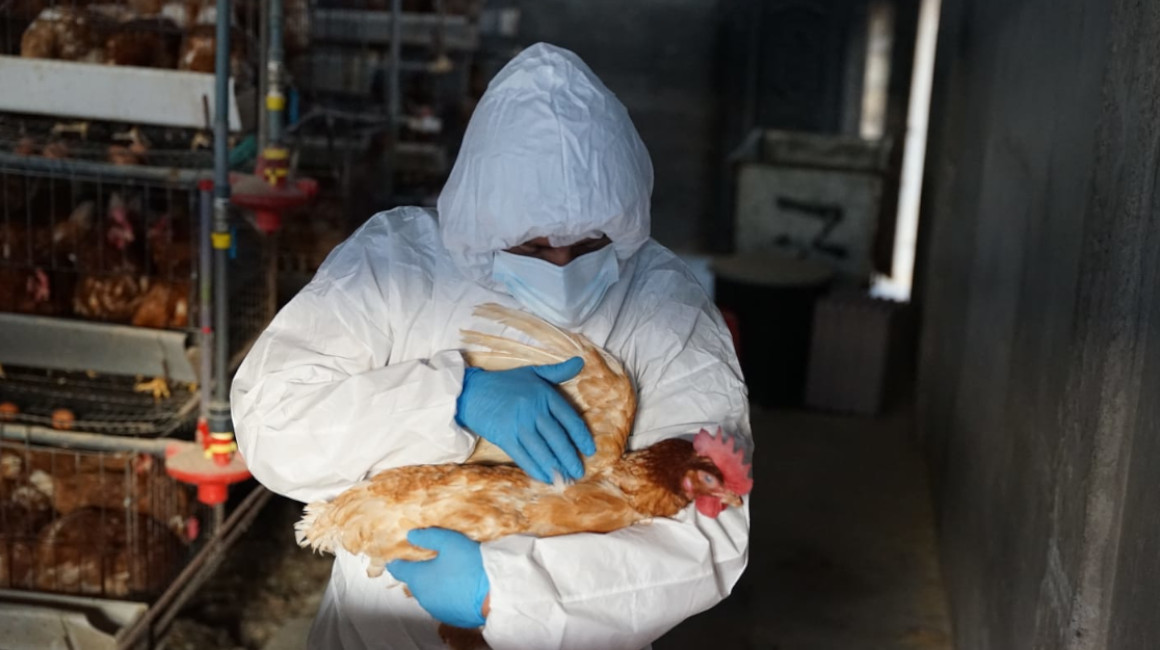 Por: Cortesía OPS confirma primer caso humano de influenza aviar A H5N1 en América Latina