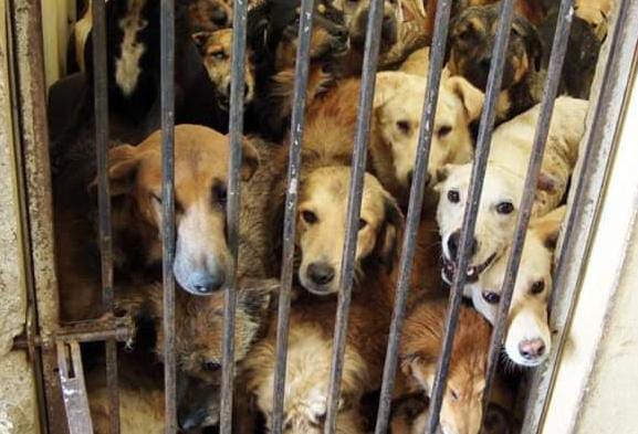 Marcharán en Tlaxcala contra brutalidad de perreras municipales