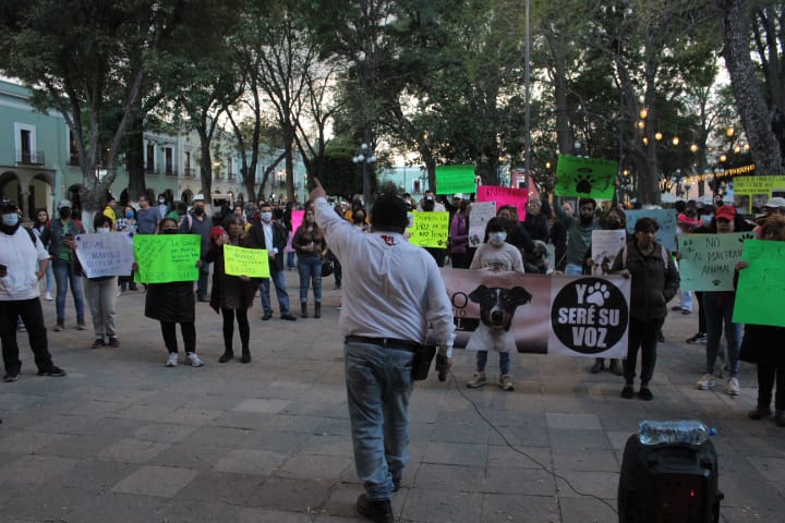 Rechazan activistas Ley de Bienestar Animal en Tlaxcala