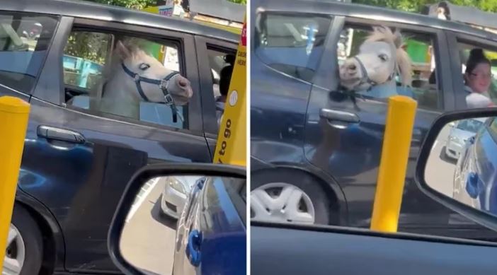 Mujer lleva a su caballo por un helado dentro de auto y se hace viral (Vídeo)