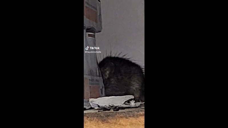 Por: Cortesía "Pensé que era tierna": Mujer capta momento en que es atacada por una rata y se viraliza (Vídeo)