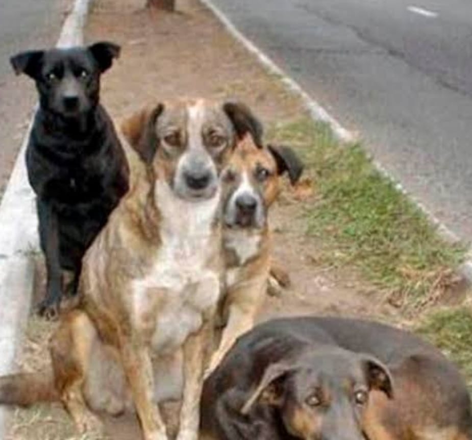 Abandono de perros en calles sanandreseñas aumenta jaurías