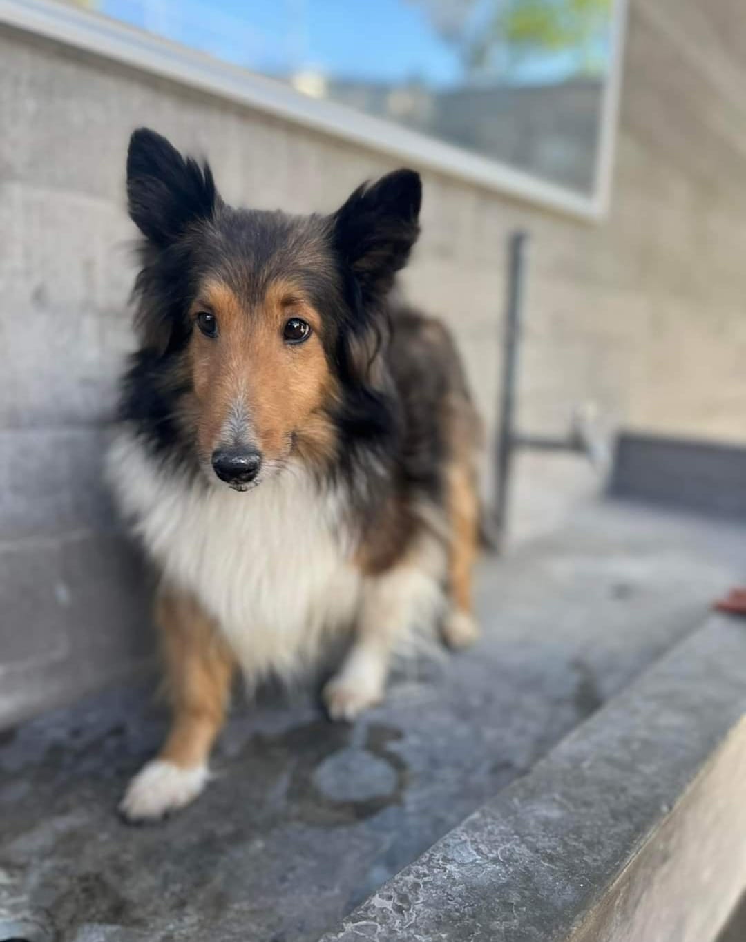Acumulan miles de kilos de heces fecales mascotas que sus propietarios dejan salir a las calles sanandreseñas