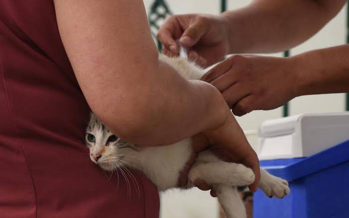 Invita SESA a estar pendientes de jornadas de vacunación contra la rabia