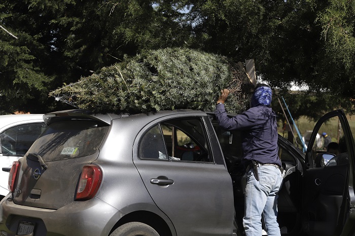 Recicla tu árbol de navidad y llévate boletos para Africam Safari