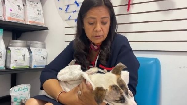 Por: Cortesía Fallece Blanquita, la perrita que fue atacada atrozmente en Atlixco