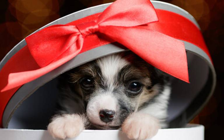 Evita la compra-venta de mascotas con motivo de Reyes Magos