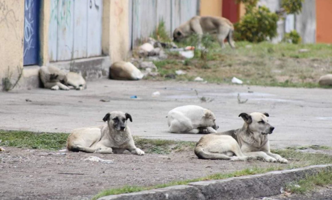 Contraviniendo la ley vigente, ordenan captura de perros en Tetla