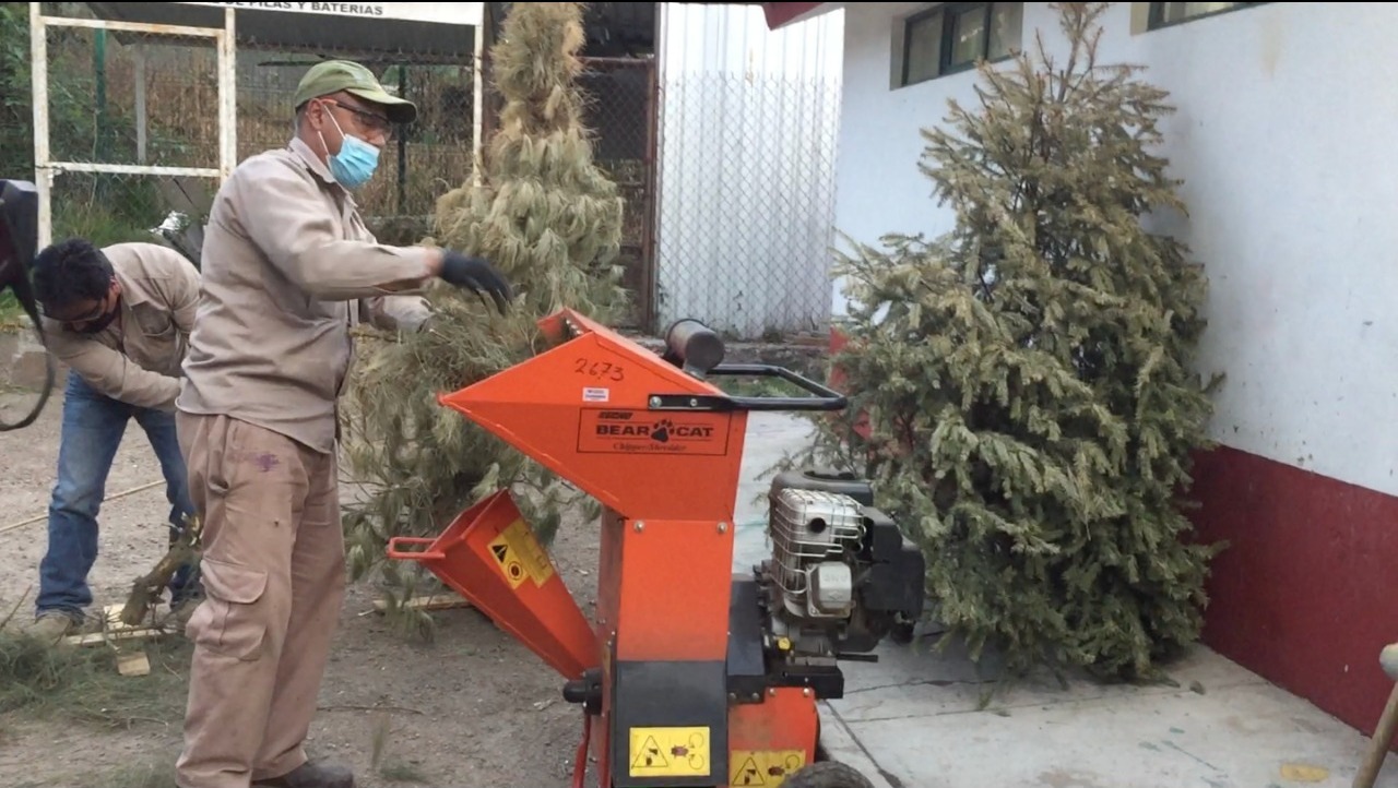 Por: Cortesía Invita la Secretaría De Medio Ambiente a reciclar los árboles de navidad